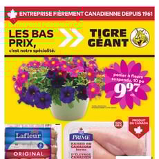  Tigre Géant
