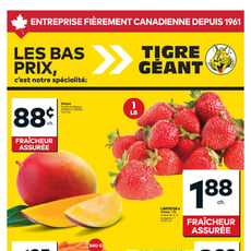  Tigre Géant