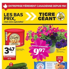  Tigre Géant