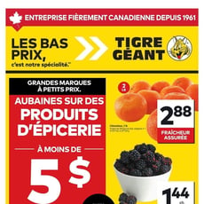  Tigre Géant
