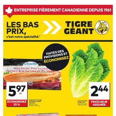  Tigre Géant