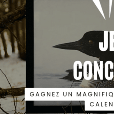Participez : Remportez une impression photo de luxe du huard et un calendrier Regard sauvage 2026