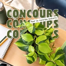 Participez au concours pour verdir votre classe avec des Philodendron Brazil!