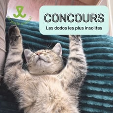 Participez et remportez une couchette féline ou canine estimée à 150 dollars !