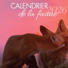 Hâtez-vous à solliciter sans frais votre calendrier de la Faune 2026!