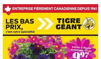  Tigre Géant