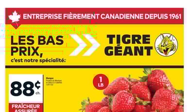  Tigre Géant