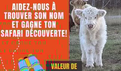 Concours Daaquam : gagnez un safari photo et un dîner exquis au restaurant La Bondrée !