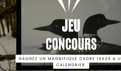 Participez : Remportez une impression photo de luxe du huard et un calendrier Regard sauvage 2026