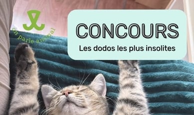 Participez et remportez une couchette féline ou canine estimée à 150 dollars !