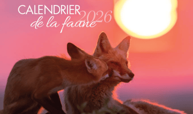 Hâtez-vous à solliciter sans frais votre calendrier de la Faune 2026!