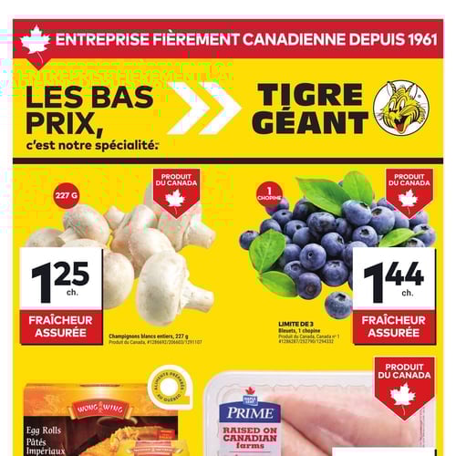  Tigre Géant